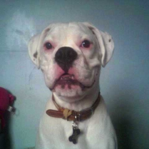 I'm a big mean dog (still with baby teeth!)
