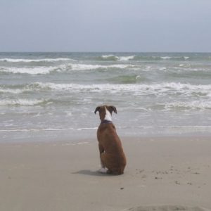 Brodie pondering at the beach