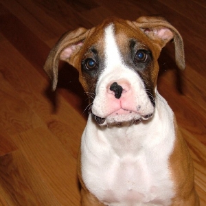 Miss Murphy@11 weeks