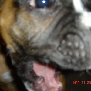 Attack of the killer puppy