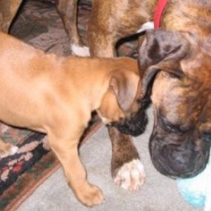 Maggie 3yrs & Moose 7wks