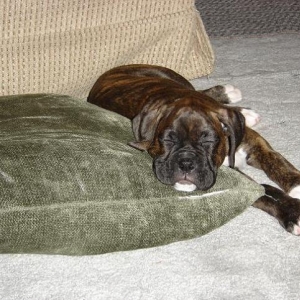 Zzzzz....