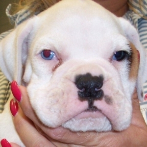 Zeus at 5 weeks old.