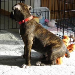 Poor Tigger!