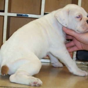 Zeus at 5 weeks old (2)