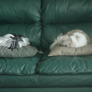 Mitzi and Arnie-  what a pair!