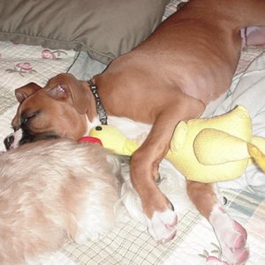 Duckys my favorite toy