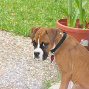 Cori Stubborn