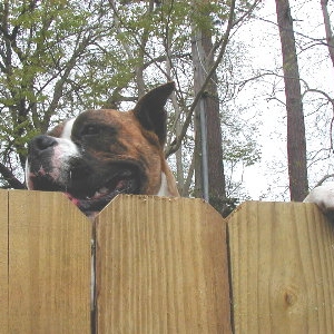 Silly dog.