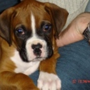 Romeo