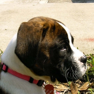 Abby - 9 weeks - Easter Sunday