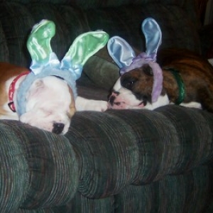Tired bunnies
