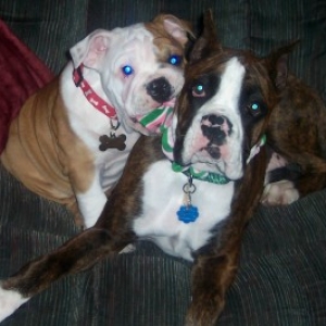 Stop chewing my bow