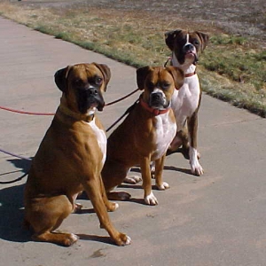 Good Doggies