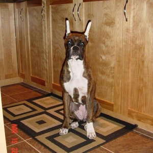 Kato_in_Kitchen