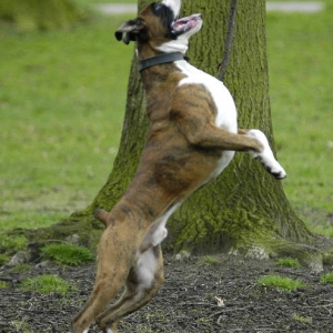 Henri the hunter...