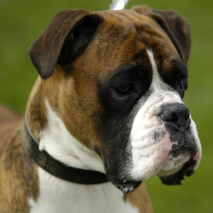 Henri