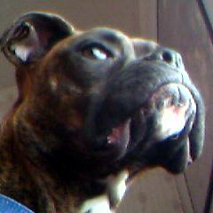 bellaprofile