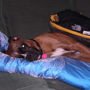 Mahlon's favorite "dog bed"