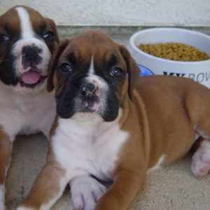 Abby & Lulu