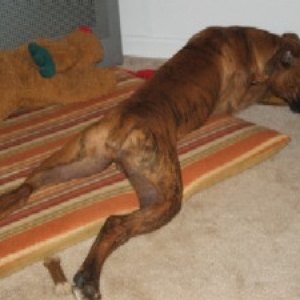 Frog Legs