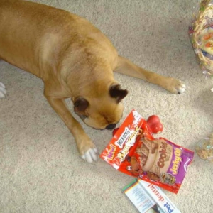 The only treat he'll eat.
