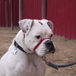 Charlie Paper at the Barn