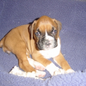 Lulu's first night at her new home
