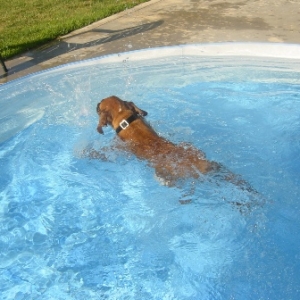 Lulu's first swim