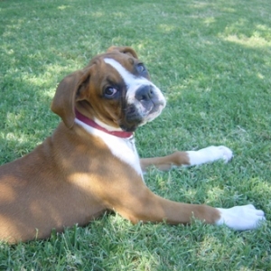Abby
