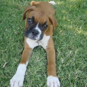 Lulu