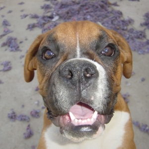 Lulu's mug shot