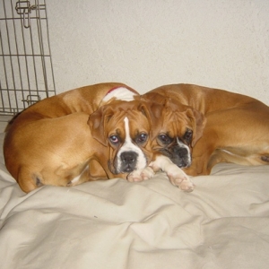 Bedtime for puppies