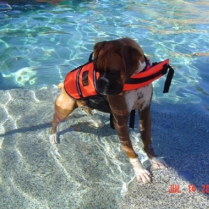 Lulu's life vest