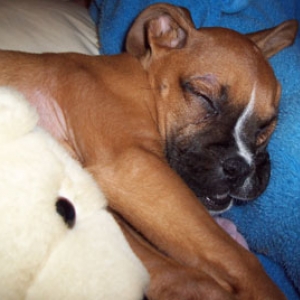 Baby Chester