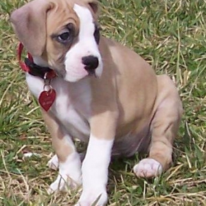 Lucy at 8 Weeks