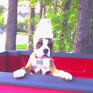 Maxx playing after his ear crop