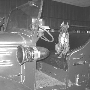 Fire Dog
