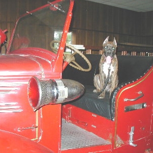 Fire Dog #2