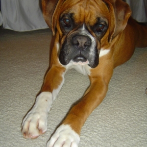 Lulu