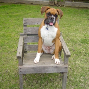 Lulu in wood chair