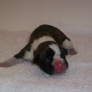 Day old Trinity