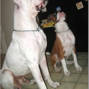 Gimme the treat