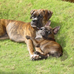 Brindle Buds