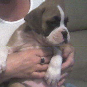Tyson hanging out.