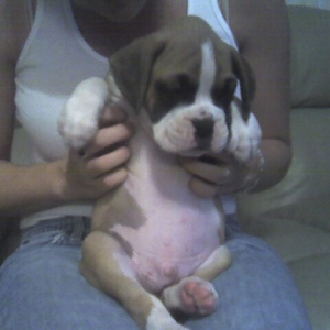 Tyson's big belly!
