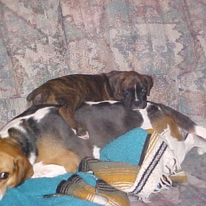There's nothing like a warm Beagle pillow!