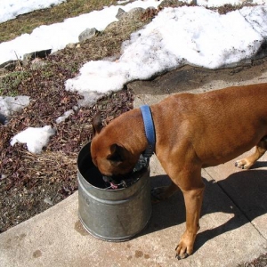 drinking sap