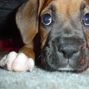 Ali under the bed