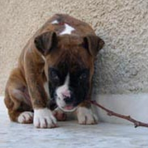 The first stick